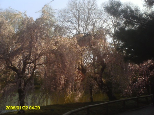 Weeping Willow Cherry blossoms